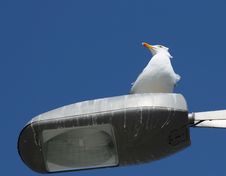 Seagull On A Streetlight. Royalty Free Stock Photography