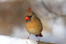 Northern Cardinal Female Royalty Free Stock Photography