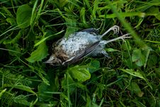 Dead Bird Stock Photography Dead Bird Stock Photography