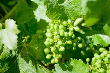Young Grape Stock Images Young Grape Stock Images