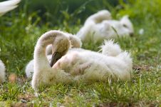 Little Swan Stock Image