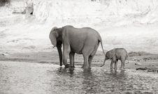 Herd Of African Elephants Royalty Free Stock Photography Herd Of African Elephants Royalty Free Stock Photography