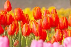 Red Tulips Royalty Free Stock Photo Red Tulips Royalty Free Stock Photo
