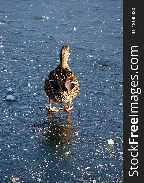 Duck walking over frozen lake in austria. Duck walking over frozen lake in austria