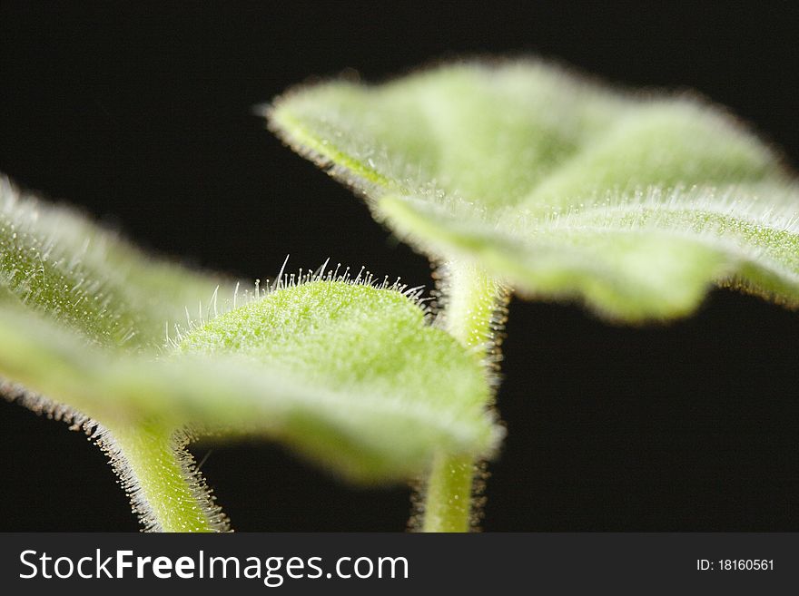 A very close up photograph of the leaves on a pelargonium houseplant.
The photo demonstrates a narrow depth of field showing fine detail of the leaf hairs. A very close up photograph of the leaves on a pelargonium houseplant.
The photo demonstrates a narrow depth of field showing fine detail of the leaf hairs.