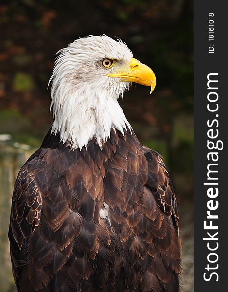 Portrait of an American Eagle