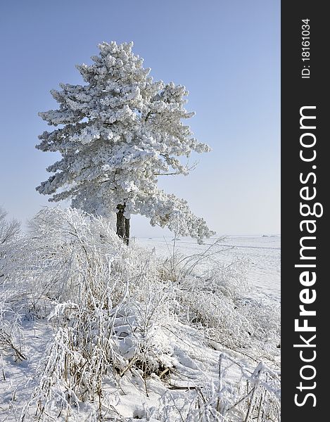 Frost pine and bush in a sunny winter day