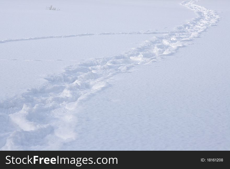 Path in the fresh snow made by snowshoes. Path in the fresh snow made by snowshoes