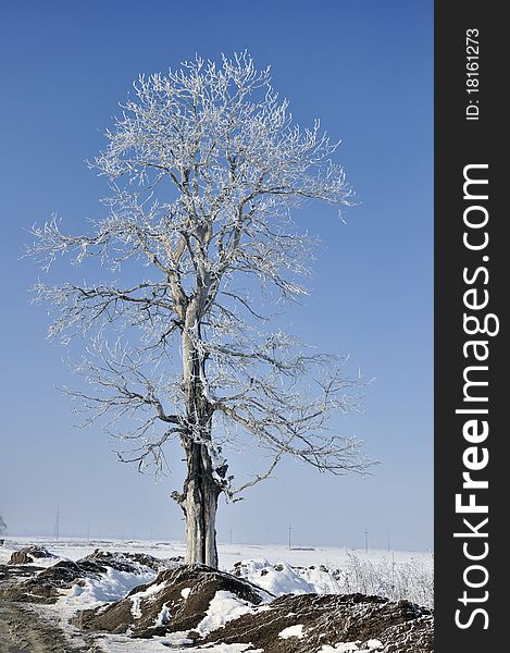 Isolated old tree covered by ice in a sunny winter day. Isolated old tree covered by ice in a sunny winter day