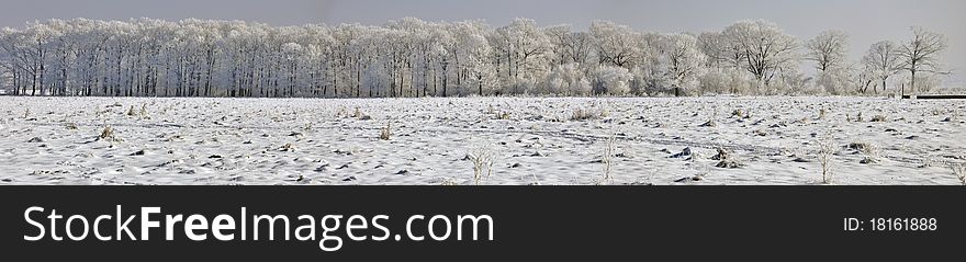 Winter forest panorama with icy branches