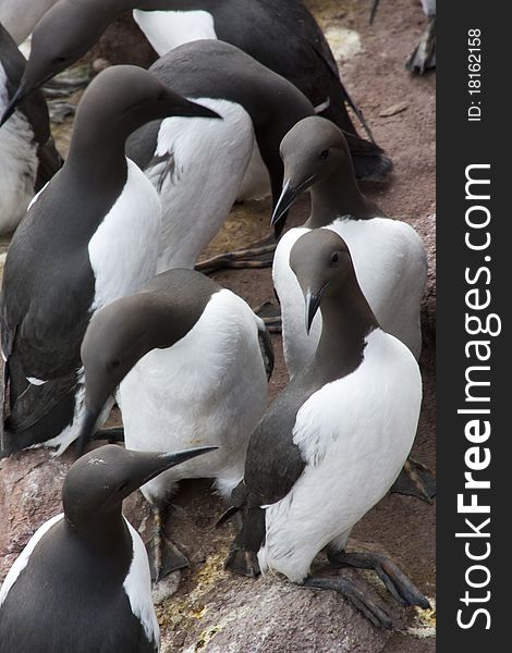 Guillemot at Fowlsheugh Bird Reserve Aberdeen, Scotland