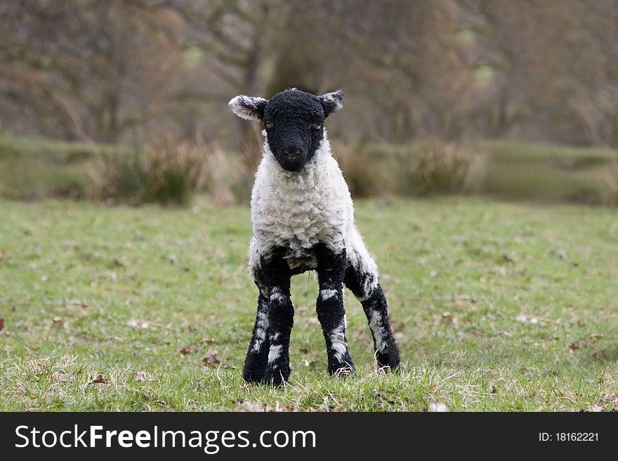 Black faced spring lambm lake district