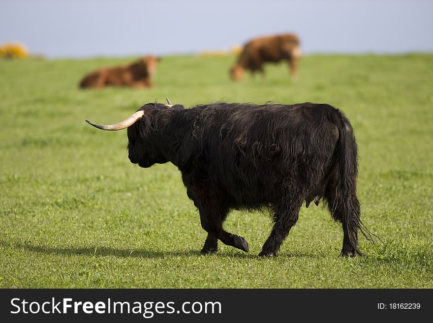 Highland cows in field , Aberdeen, Scotland