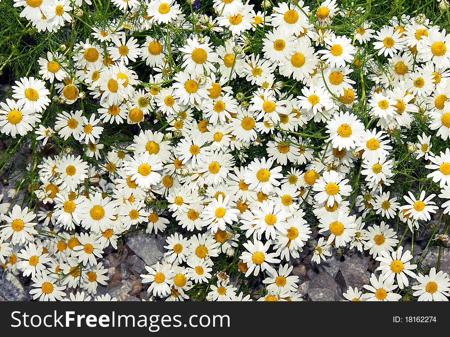 Blooming daisies over green  field summer background. Blooming daisies over green  field summer background