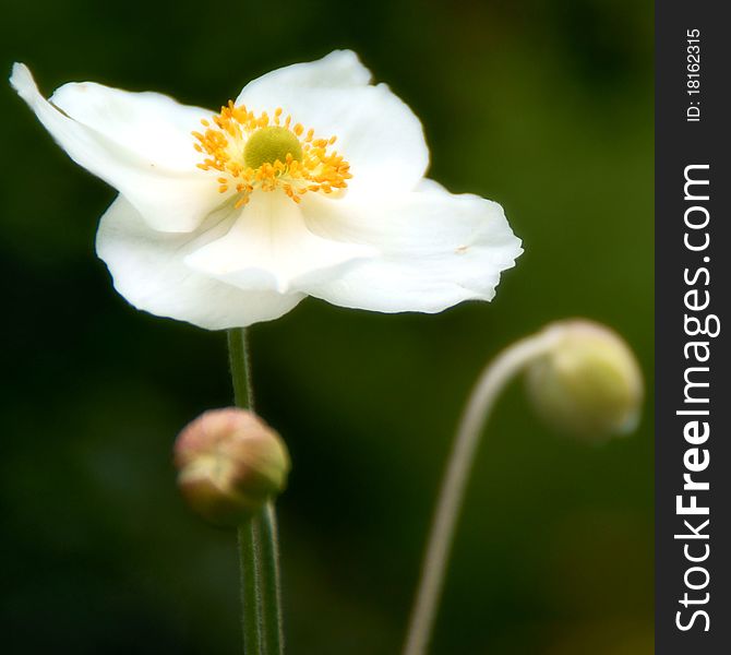 Japanese Anemone plant against a green background. Japanese Anemone plant against a green background