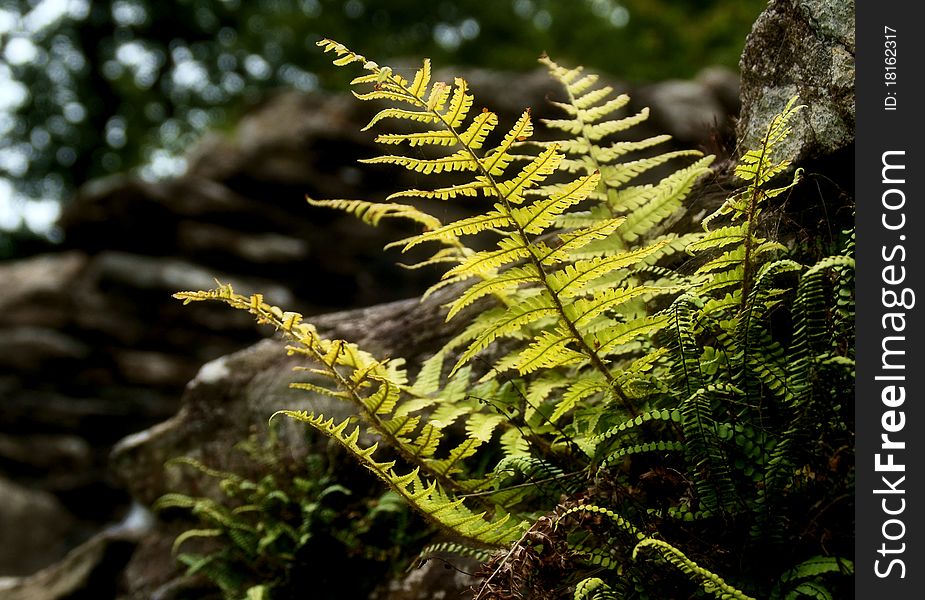 Ferns growing out of an old brick wall, lit by natural sunlight. Ferns growing out of an old brick wall, lit by natural sunlight