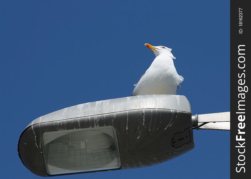 A seagull on the top of a streetlight. A seagull on the top of a streetlight.