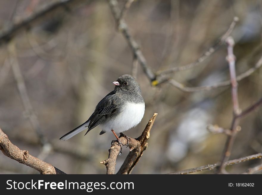 Dark-eyed Junco hyemalis perched on branch in sun