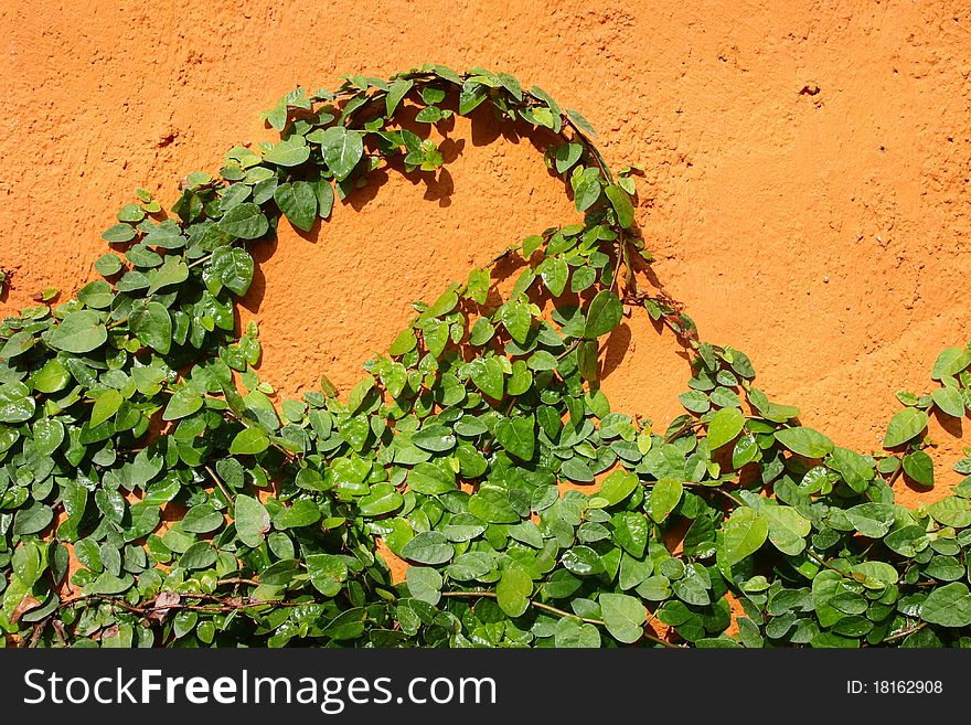 Ivy under the walls orange