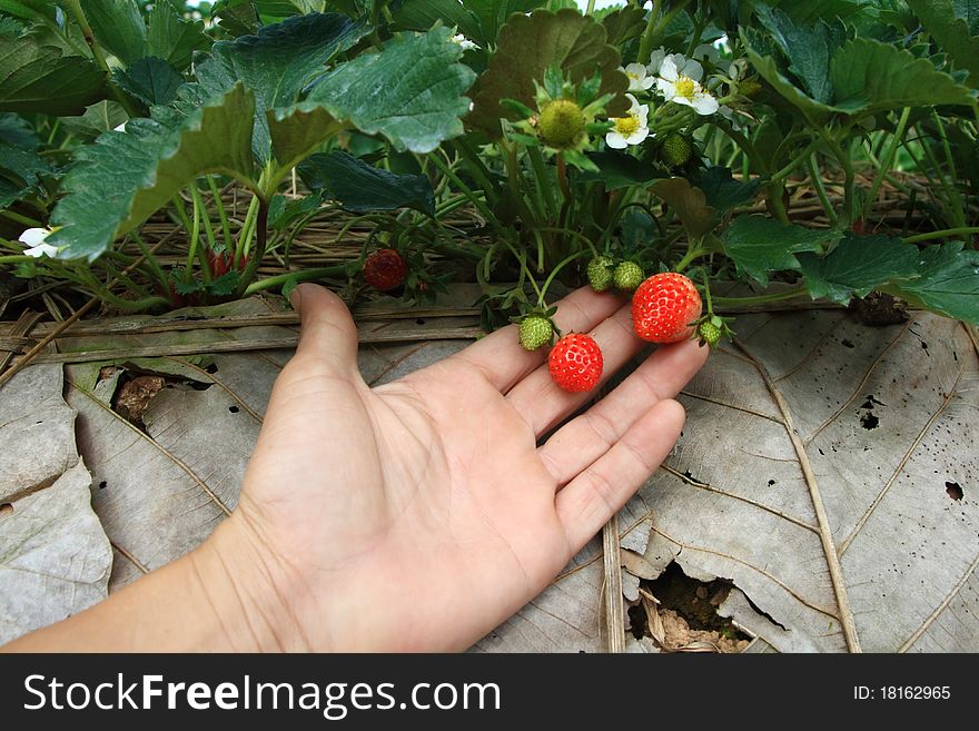 Strawberry fresh from the adjacent strawberry.