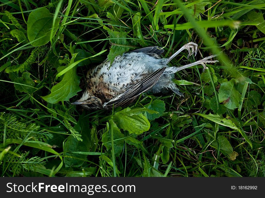 Dead Bird