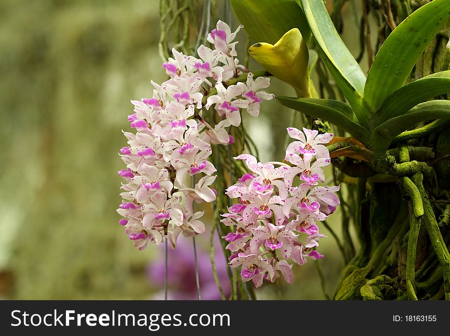 Thai Orchid.