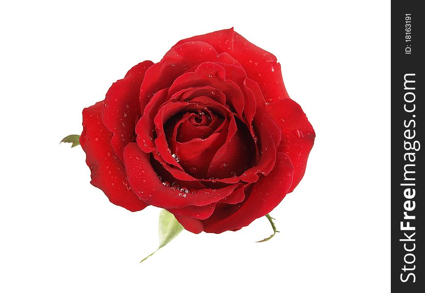 Red roses on a white background.