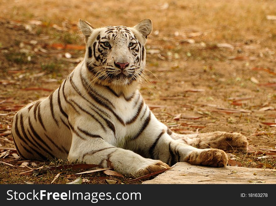 White bengal tiger sitting very alert. White bengal tiger sitting very alert
