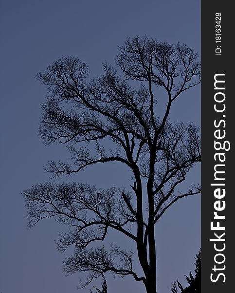 Branch of tree on the mountain in evening time