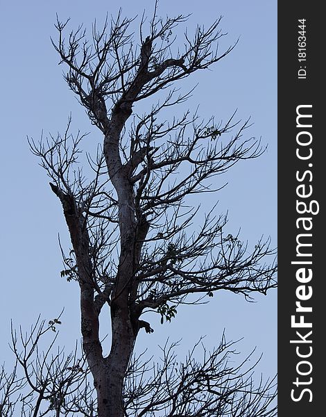 Branch of tree on the mountain in evening time