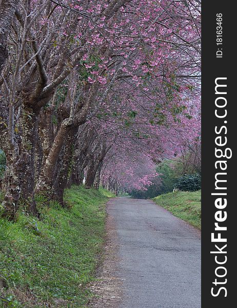 Row of tree on the mountain in evening time. Row of tree on the mountain in evening time