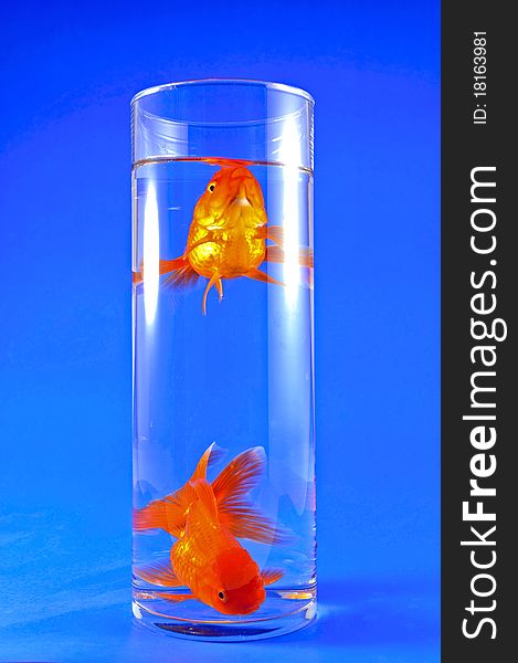 Gold Fishes In Tall Glass On Blue