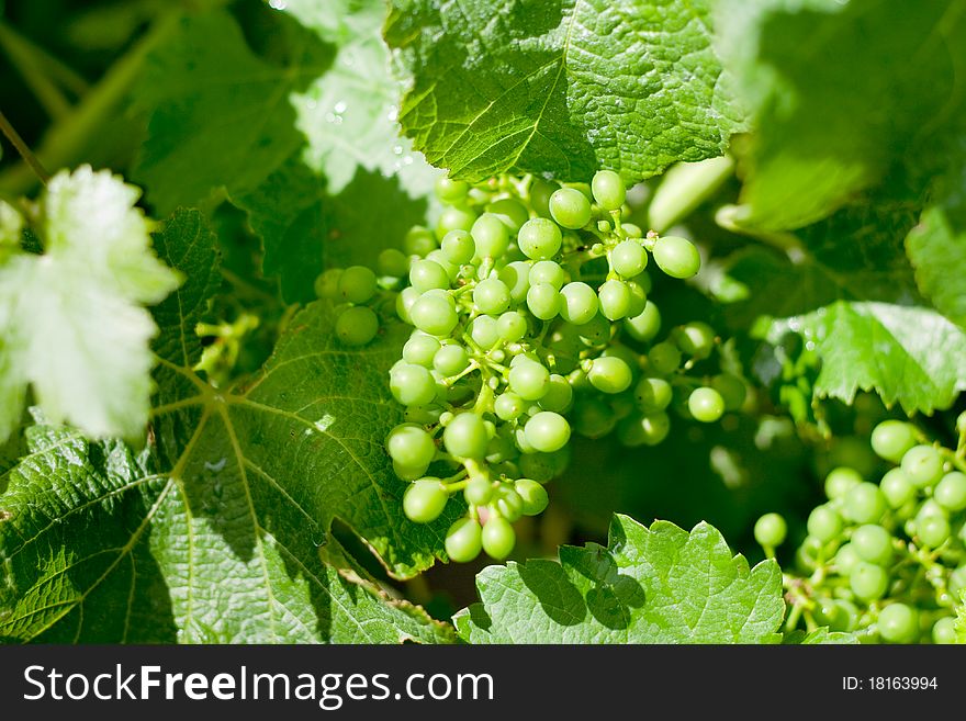 Young grape fruit in vineyard in Marlborough, New Zealand