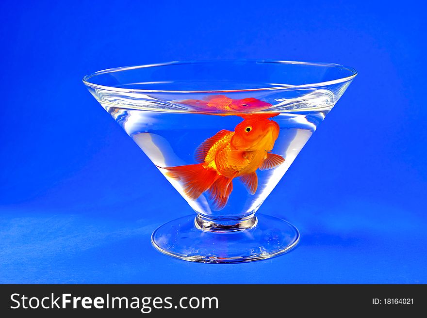Gold fishes in tall glass on blue for background