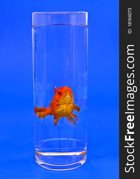 Gold Fishes In Tall Glass On Blue