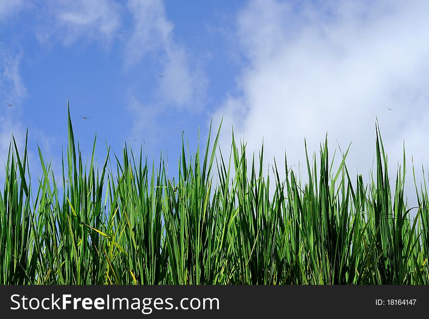 Paddy rice field and blue sky