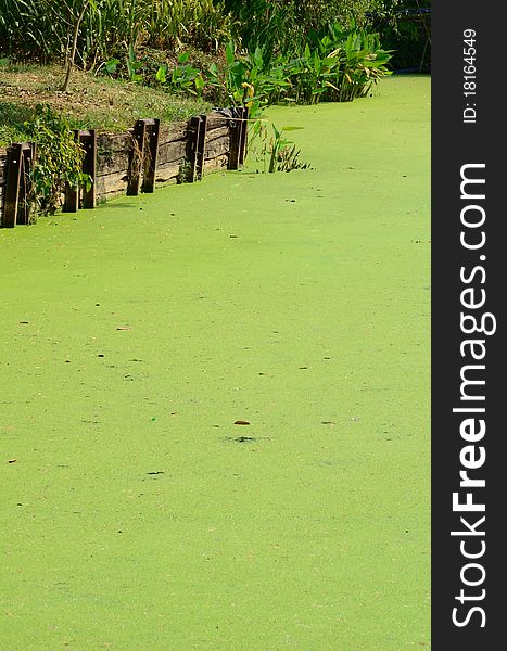 Pond filled with green plants.