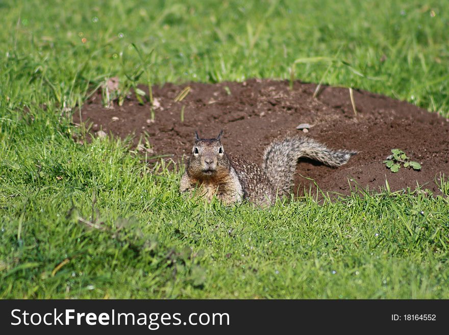 Ground Squirrel in Big Sur