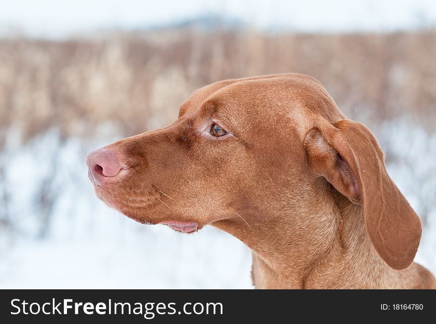 A closeup portrait of a Vizsla dog (Hungarian pointer) in profile in a field in winter. A closeup portrait of a Vizsla dog (Hungarian pointer) in profile in a field in winter.