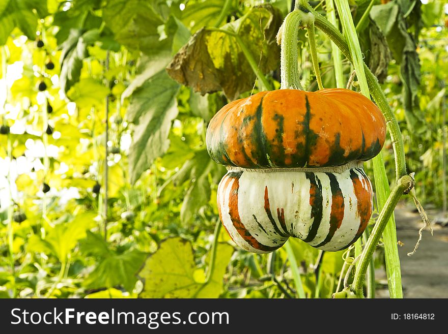 Pumpkin garden that bear fruit to produce fertile