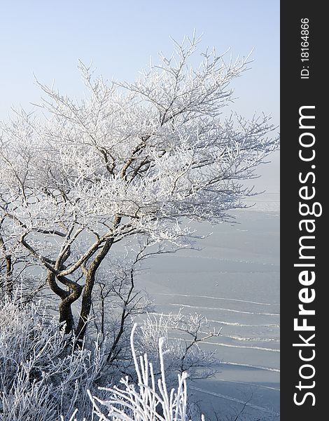 Tree in hoarfrost on the coast of the sea