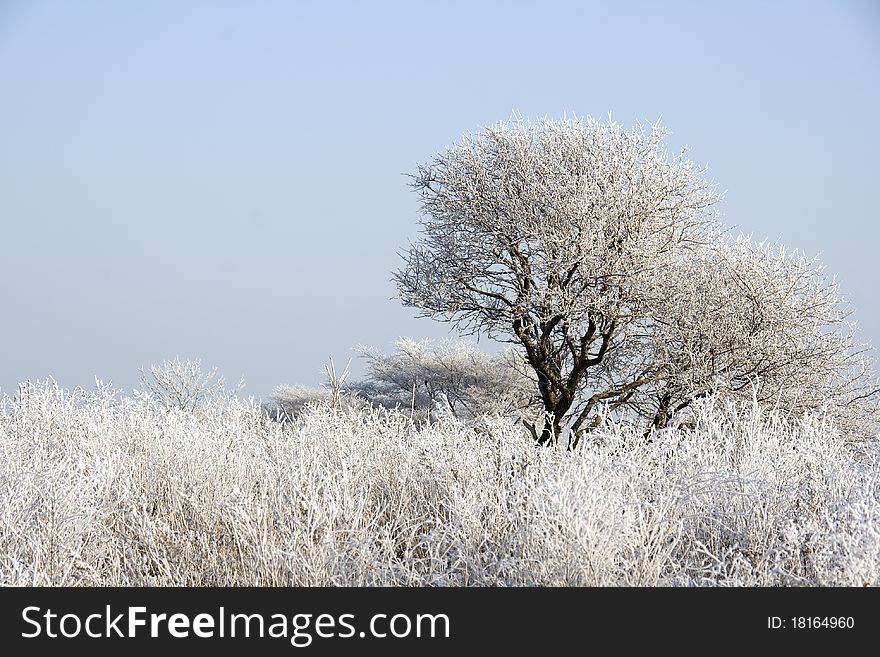 Tree In Hoarfrost