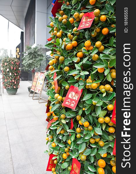 Kumquat symbolize auspicious wishes in China. Kumquat symbolize auspicious wishes in China.