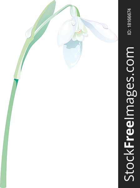 Spring white snowdrop flower background (vector illustration). Spring white snowdrop flower background (vector illustration)