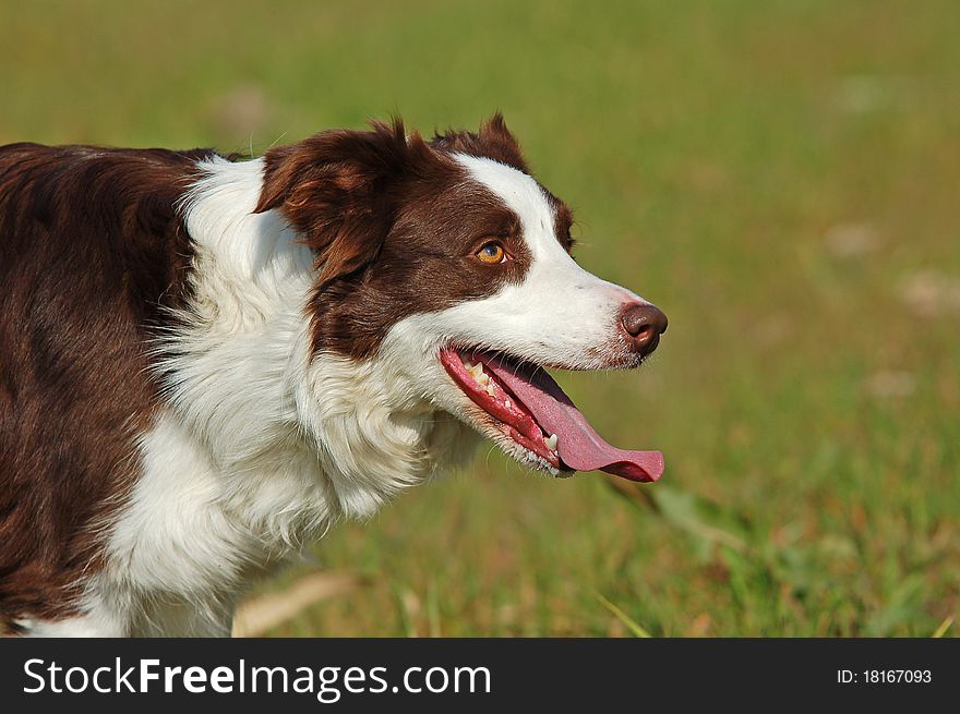 Close-up of beautiful red and white Border Collie dog. Close-up of beautiful red and white Border Collie dog