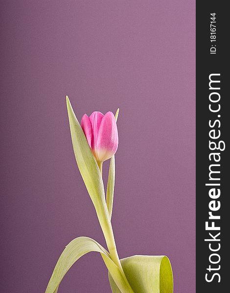 One pink tulip on purple background