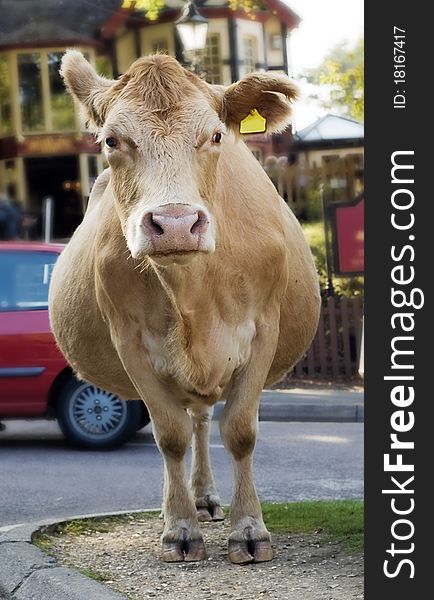 Cow Standing in the road in the New Forest. Cow Standing in the road in the New Forest.