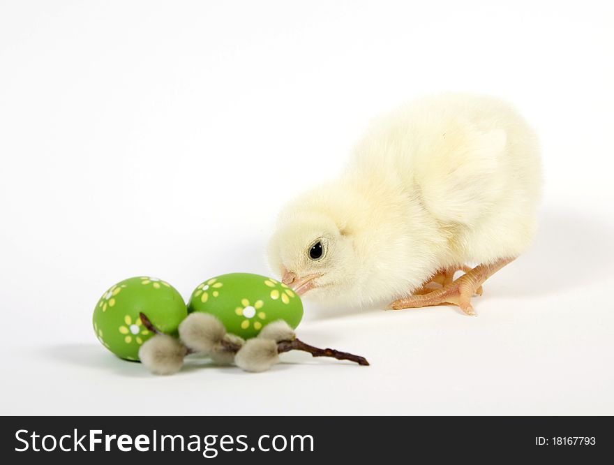 The Easter living chicken and twig of the willow. The Easter living chicken and twig of the willow