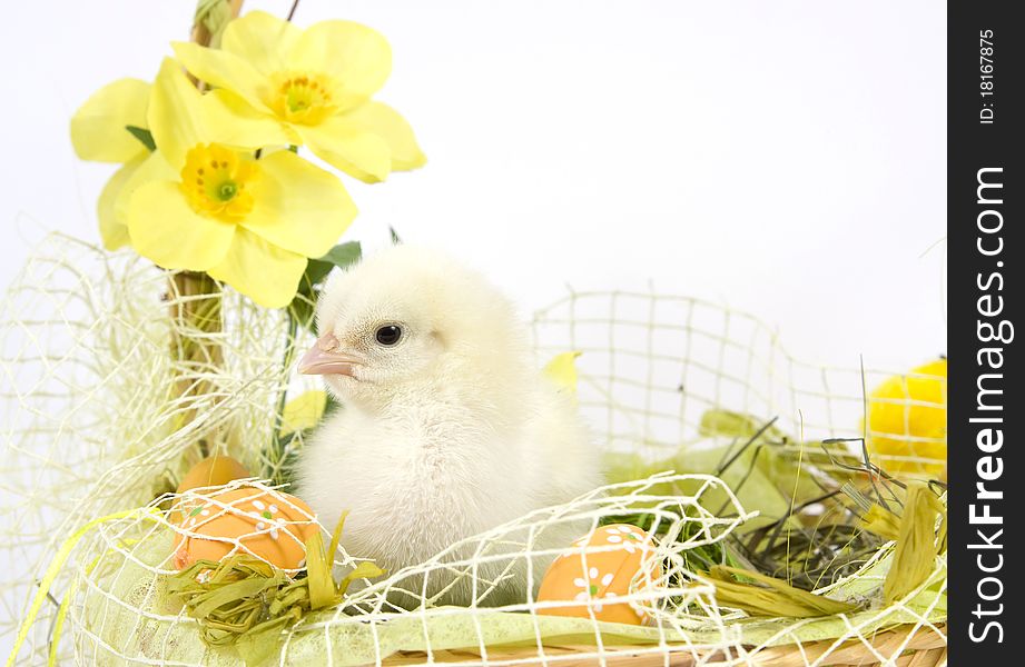 The Easter basket with the living chicken and flowers. The Easter basket with the living chicken and flowers