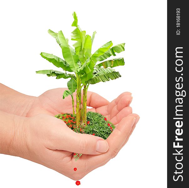 Human hands hold and preserve a young plant. Human hands hold and preserve a young plant